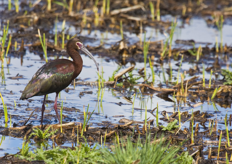 White-Faced Ibis